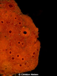 The lady in Red
We found this colourful frogfish on a ni... by Christian Nielsen 